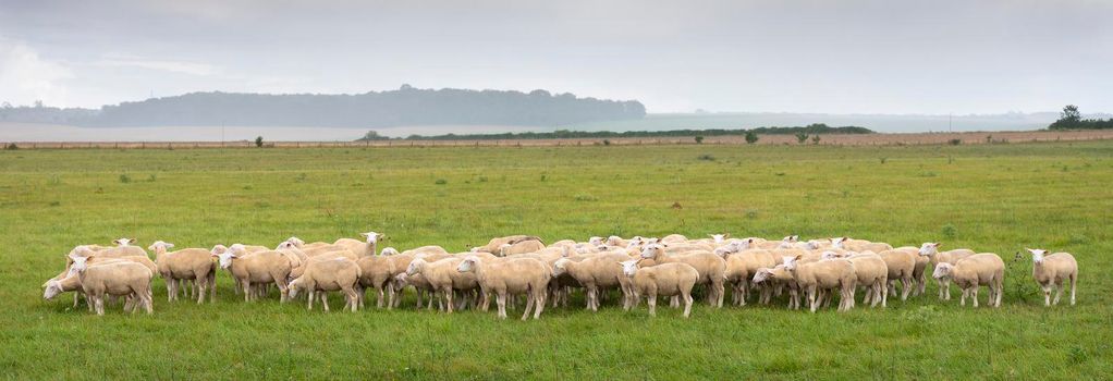 flock of curious sheep stick close together in green grassy meadow on french countryside