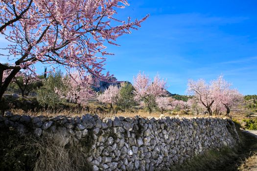 Beautiful Landscape of Sierra Aitana range with Almond trees in bloom under blue sky