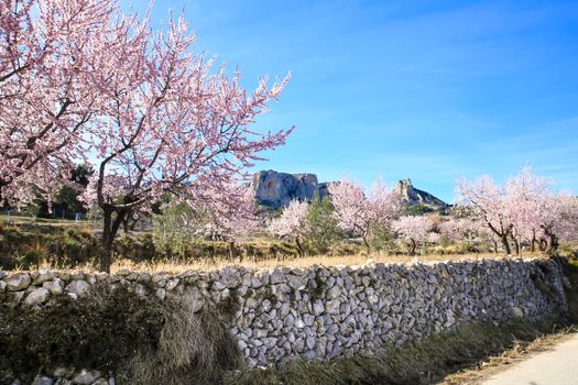 Beautiful Landscape of Sierra Aitana range with Almond trees in bloom under blue sky