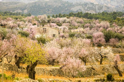 Beautiful Landscape of Sierra Aitana range with Almond trees in bloom under blue sky