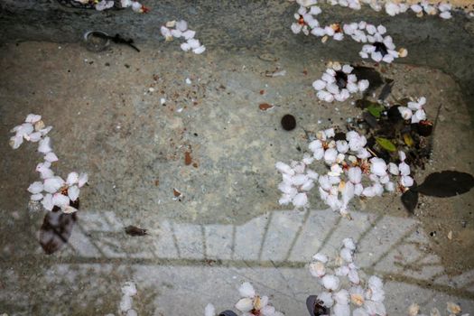 Stone fountain of fresh water with almond flower petals in Benifato village, Alicante, Spain