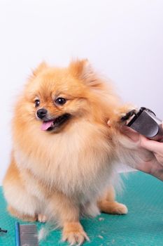 Female groomer haircut Pomeranian dog with red hair in the beauty salon for dogs. The concept of grooming and caring for dogs. Haircut dogs fur on paws with a shearing machine close up.