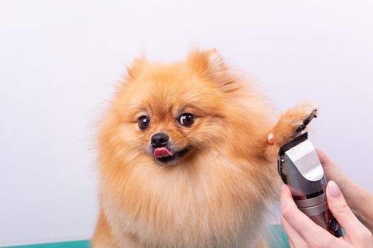 Female groomer haircut Pomeranian dog with red hair in the beauty salon for dogs. The concept of grooming and caring for dogs. Haircut dogs fur on paws with a shearing machine close up.