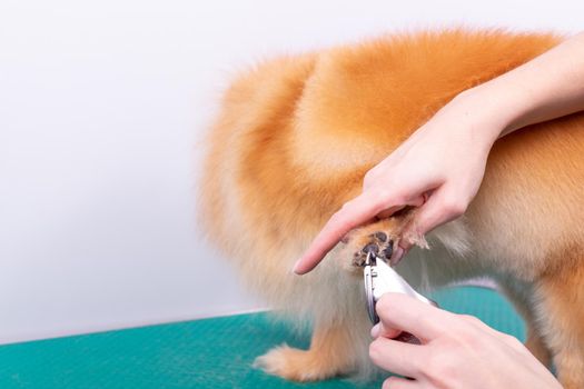 Female groomer haircut Pomeranian dog with red hair in the beauty salon for dogs. The concept of grooming and caring for dogs. Haircut dogs fur on paws with a shearing machine close up.