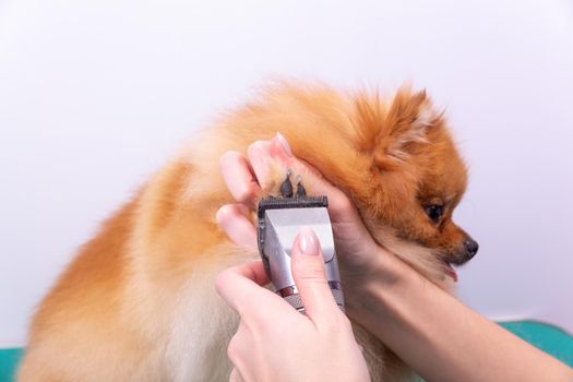 Female groomer haircut Pomeranian dog with red hair in the beauty salon for dogs. The concept of grooming and caring for dogs. Haircut dogs fur on paws with a shearing machine close up.