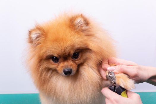 A woman cuts her claws on a Pomeranian dog. Beautiful decorative dog in grooming procedure.