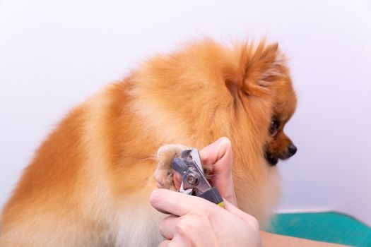 A woman cuts her claws on a Pomeranian dog. Beautiful decorative dog in grooming procedure.
