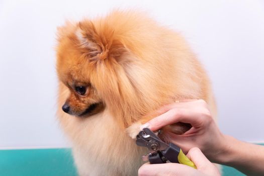 A woman cuts her claws on a Pomeranian dog. Beautiful decorative dog in grooming procedure.