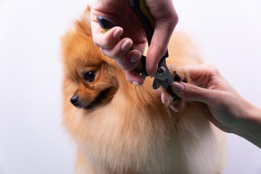 A woman cuts her claws on a Pomeranian dog. Beautiful decorative dog in grooming procedure.