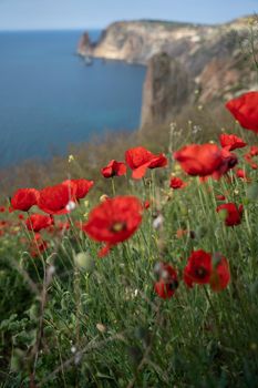 Poppies red close-up on the background of the blue sea. Beautiful bright spring flowers. Atmospheric landscape with scarlet sun poppies. Beautiful postcard view, natural background with copy space.