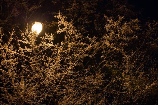 snow covered winter branches with street lamp inside at winter night.
