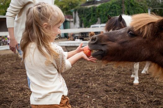 little girl feeding pony horse with apple and laugh in equestrian club
