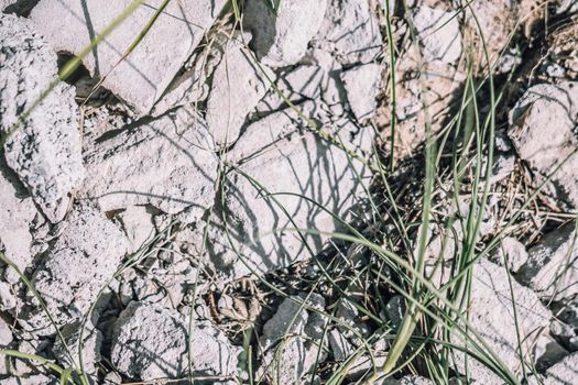 Abstract real photo grunge background. Light Grey broken scattered concrete asphalt road macro close up texture surface shot. Design, wall decorative trim. Green grass, nature pollution chaos mess.