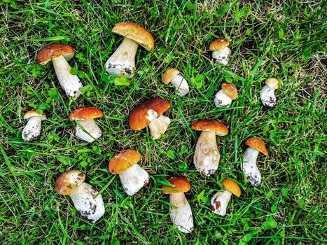 Beautiful white mushrooms lie on the grass. edible mushrooms are cut in an oak forest. top view