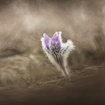 Nice little purple flower in the spring rain. Beautiful nature background for spring time on the meadow. Pasqueflower flower (Pulsatilla grandis)