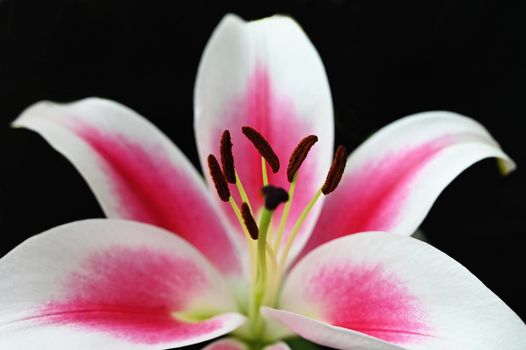 Lily flower. Beautiful close-up - macro shot of a white-pink flower on a pure black background.