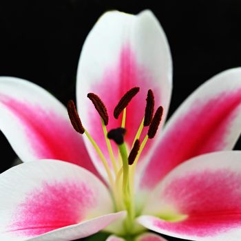 Lily flower. Beautiful close-up - macro shot of a white-pink flower on a pure black background.