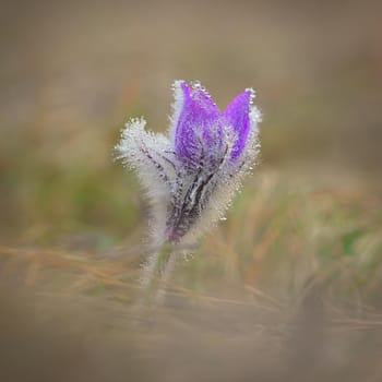 Nice little purple flower in the spring. Beautiful nature background for spring time on the meadow. Pasqueflower flower (Pulsatilla grandis)