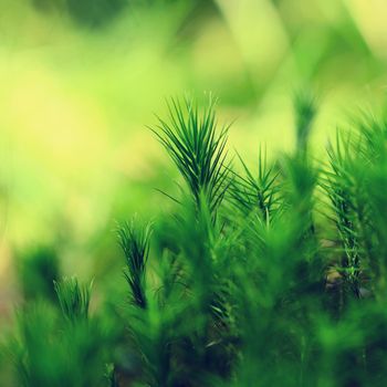 Beautiful green small moss plants. Macro shot - close-up. Natural green background. Concept for spring and flora.