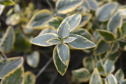 Variegated Greater periwinkle leaves - Latin name - Vinca major Variegata