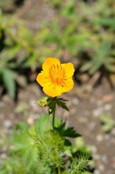 Asiatic globeflower - Latin name - Trollius asiaticus