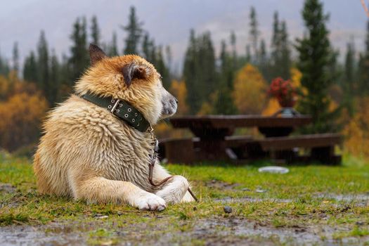 Shepherd dog lies in the rain on the grass. photo