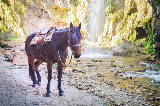 Brown horse on the background of mountains river and waterfall