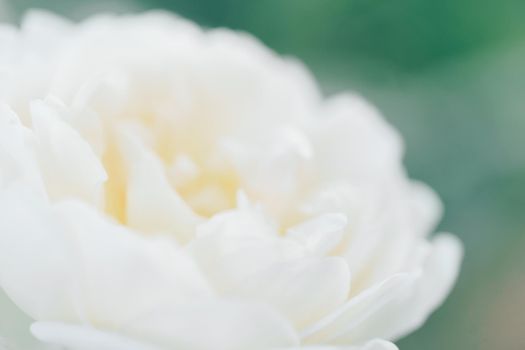 White defocused blurred roses flowers background. Abstract flower backdrop. Macro of pink petals texture, soft dreamy image.