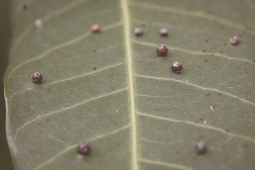Abstract BANNER larvae of insect eggs ball shape accuracy lie beauty along edge of Green plant leaf surface. Amazing macro wildlife nature world High detail photo texture veins. Matte vintage grey.