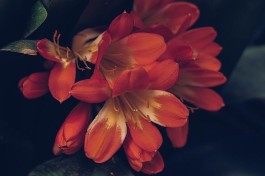 Real beauty nature photo background. Clivia miniata Natal bush kaffir lily herb plant Amaryllidaceae. Funnel shaped flower umbel inflorescence petal, color cinnabar red orange yellow, close up bloom.
