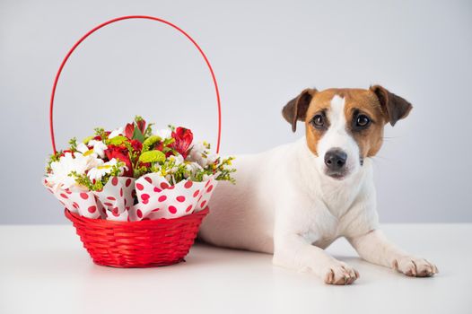 Portrait of a dog Jack Russell Terrier next to a red basket with flowers on a white background.