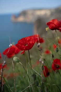 Poppies red close-up on the background of the blue sea. Beautiful bright spring flowers. Atmospheric landscape with scarlet sun poppies. Beautiful postcard view, natural background with copy space.