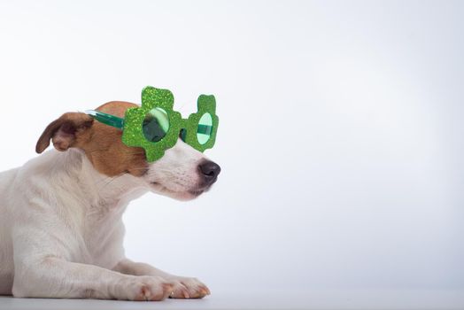 Portrait of a dog jack russell terrier in funny glasses on a white background. Saint patricks day holiday concept.