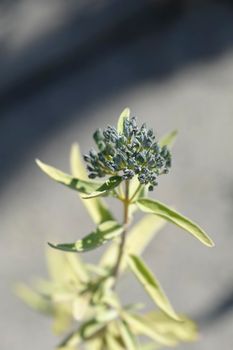 Bluebeard flower buds - Latin name - Caryopteris x clandonensis