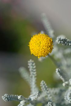 Cypress lavender cotton flower - Latin name - Santolina chamaecyparissus