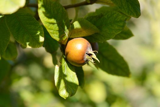 Common medlar fruit - Latin name - Mespilus germanica