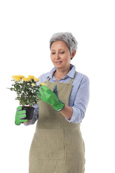 Portrait of smiling asian woman professional gardener or florist in apron holding rose flower in a pot isolated on white background