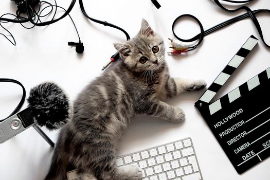 Cat in recording studio close up. The cat lies in the workplace near the zoom h1 recorder with a dead cat, clapperboard and other cords with cables for sound recording. Photo on a white background close up with a kitten of the Scottish Straight breed