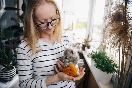 A woman in a striped blouse and glasses looks and holds a beautiful little kitten of the Scottish Street breed at home. The kitten looks up with an interested look.