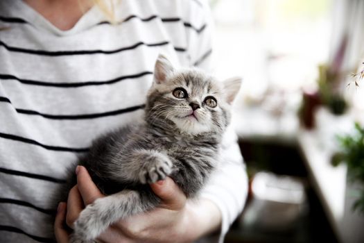 A woman in a striped blouse holds in her arms a beautiful little young kitten of the Scottish Straight breed at home on the balcony in self-isolation. The kitten looks with an interested look at various things, such as plants, household, etc.