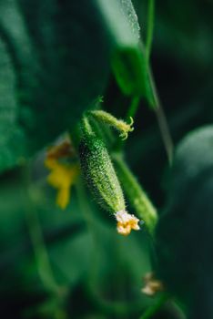 Cucumbers Growing On The Vine In Backyard Garden