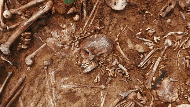 Archaeological excavations, Human remains in the ground. War crime scene. Site of a mass shooting of people. Human remains - bones of skeleton, skulls.