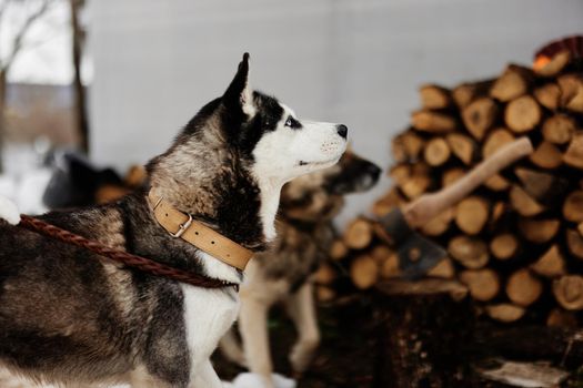 two dogs on a leash on a walk outdoors in winter. High quality photo