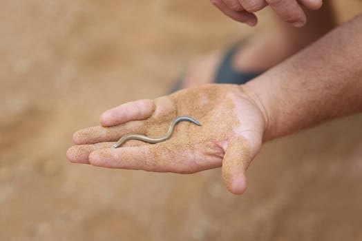 Shot of an unidentifiable man holding a small snake in the palm of his hand while exploring the desert.