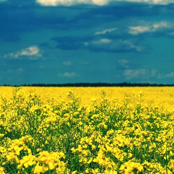 Ukrainian flag. Symbol of nature in Ukraine. Yellow field with flowering rapeseed and blue sky. The war with Russia in Eastern Europe