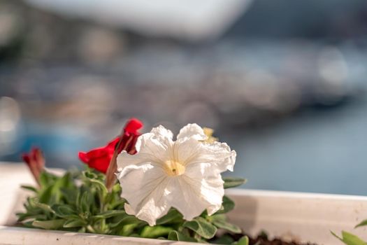 A beautiful view through the bright flowers of petunias to the sea bay with yachts. Turquoise sea against the backdrop of mountains and a clear blue sky