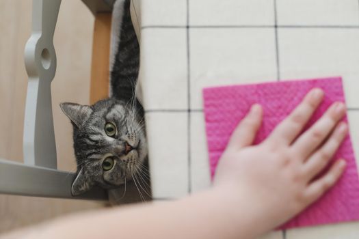 funny cat watching table cleaning in the kitchen, domestic life, housekeeping and a pet