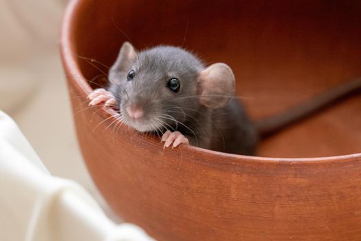 The head of a gray Dumbo rat on a white background, she sits in a clay plate and looks out, putting her front paws on the edge.