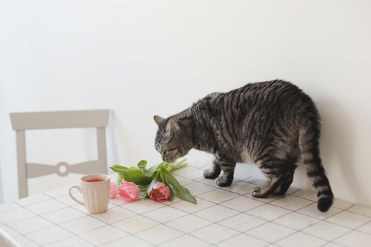 Funny gray cat smelling bouquet of pink tulips on the table in a cozy room.