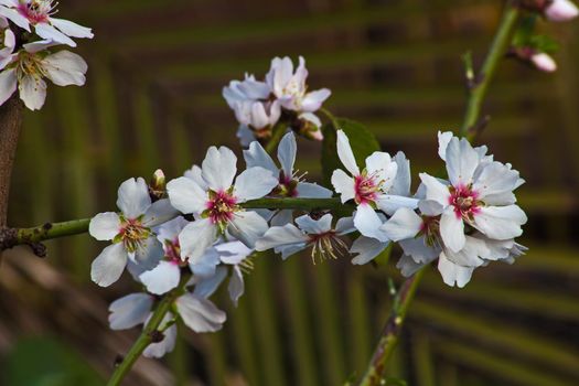 Bright Almond Blossoms announcing the arrival of Spring